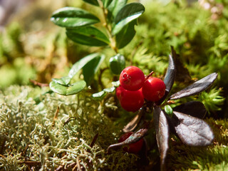 Red ripe lingonberry on natural forest background