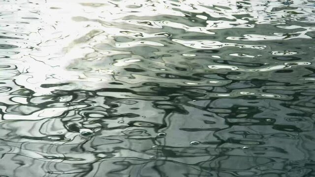 Spirulina, algae, 4K, slow motion