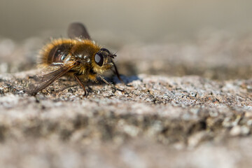 Macro image of an insect in Germany