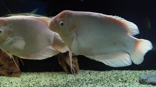 two white fish The real or giant gourami is a freshwater ray-finned fish of the macropod family. swims in a large aquarium.