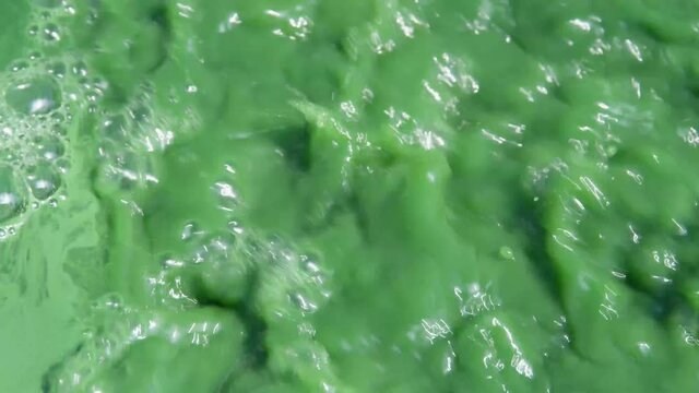 Spirulina, algae, 4K, slow motion