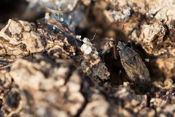 Macro image of an insect in Germany