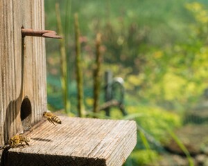 Bienen Anflug Bienenstock