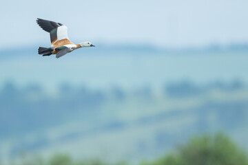 Ruddy Shelduck - Rostgans - Tadorna ferruginea, Russia (Baikal), adult, female