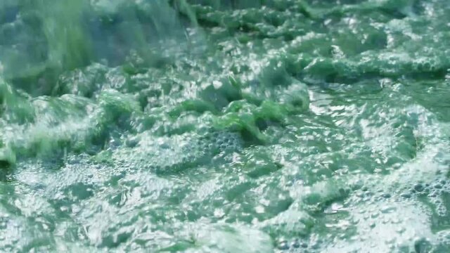 Spirulina, algae, 4K, slow motion