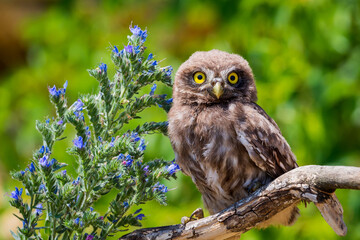Little owl or Athene noctua on wooden branch with flowers