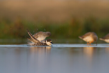 Obraz premium Whiskered Tern - Weissbart-Seeschwalbe - Chlidonias hybrida hybrida, Oman, 1st Winter plumage