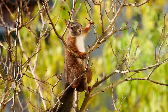 Eichh&ouml;rnchen 1