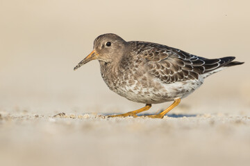 Purple Sandpiper - Meerstrandläufer - Calidris maritima, Germany (Niedersachsen), 1st winter