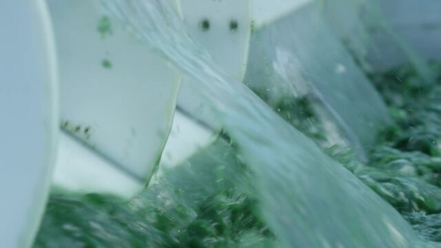 Spirulina, algae, 4K, slow motion