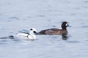 Smew - Zwergsäger - Mergellus albellus, Germany, adult, male, with Greater Scaup, 2nd cy