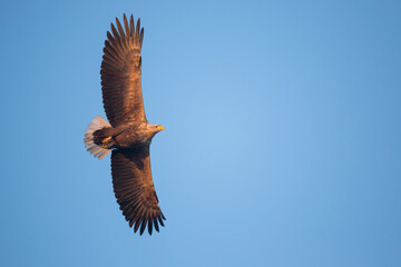 White-tailed Sea-Eagle - Seeadler - Haliaeetus albicilla, Germany (Mecklenburg-Vorpommern), adult