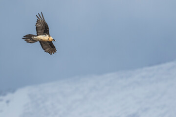 Lammergeier - Bartgeier - Gypaetus barbatus ssp. barbatus, Tajikistan, adult