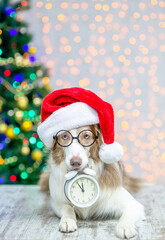 Adult Border collie wearing red santa hat and eyeglasses holds alarm clock in it mouth. Festive background with christmas tree. Empty spce for text