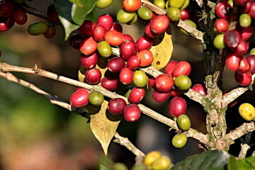 Closeup of coffee arabica fruits in coffee farm and plantation near Coban city. Guatemala.