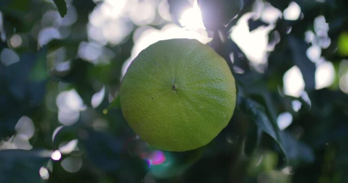 Bergamotto con albero in Calabria a Brancaleone