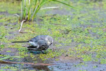 White Wagtail or Motacilla alba. Wagtails is a genus of songbirds. Wagtail is one of the most...