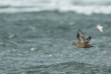 Common Eider - Eiderente - Somateria mollissima ssp. mollissima, Germany (Schleswig-Holstein)