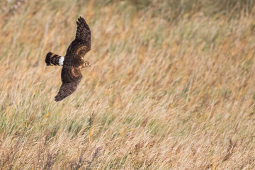 Hen Harrier - Kornweihe - Circus cyaneus, Germany (Niedersachsen), 1st cy
