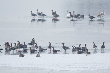 Greater White-fronted Goose - Anser albifrons ssp. albifrons, Germany (Brandenburg), winter flock