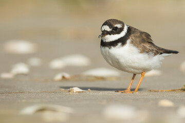 Common Ringed Plover - Sandregenpfeifer - Charadrius hiaticula, Germany (Hamburg), adult female