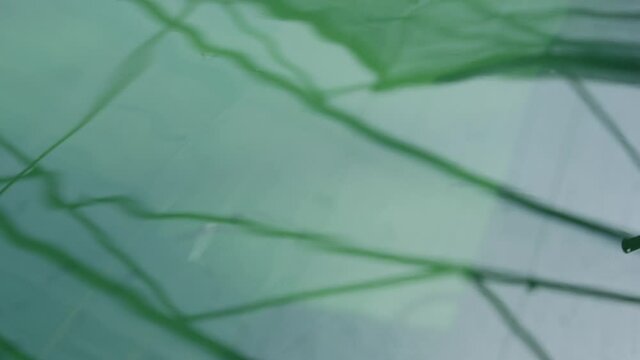Spirulina, algae, 4K, slow motion