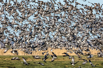 gänse
