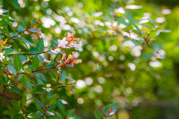 Abelia grandiflora flowers. Gardening in public and private park