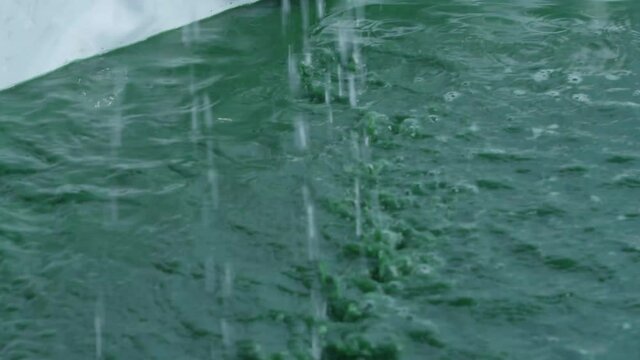 Spirulina, algae, 4K, slow motion
