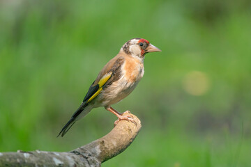 European Goldfinch, Carduelis carduelis. Close-up in side view, sitting on a branch. Green background