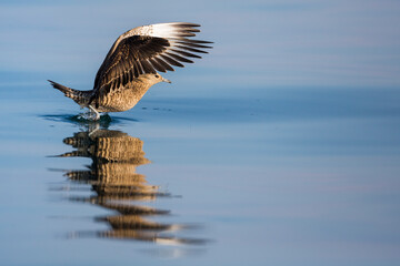 Arctic Jaeger - Schmarotzerraubmöwe - Stercorarius parasiticus, Germany (Baden-Württemberg), 1st cy