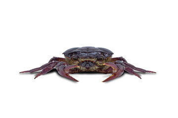 Ricefield crab (Freshwater crab) isolated on white background with clipping path.