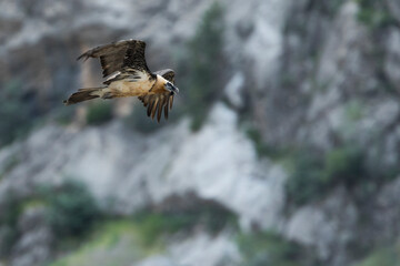 Lammergeier - Bartgeier - Gypaetus barbatus ssp. barbatus, Tajikistan, adult