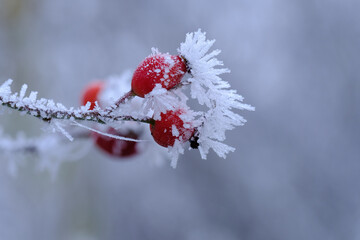 Makro von Hagebutten mit Eiskristallen im Winter bei Frost