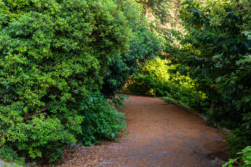Picturesque tropical place in urban. Path with walkway under green palm trees