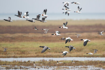 Dark-bellied Brent Goose - Dunkelbäuchige Ringelgans - Branta bernicla ssp. bernicla, Germany (Niedersachsen), adult, with Shelduck