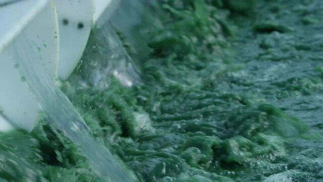 Spirulina, algae, 4K, slow motion