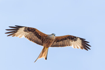 Red Kite - Rotmilan - Milvus milvus, France (Corsica), adult