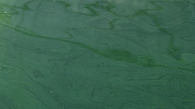 Spirulina, algae, 4K, slow motion