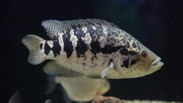 one big fish in the aquarium. Scientific name: Parachromis managuensis.