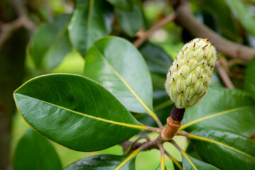 Magnolia grandiflora fruit with seeds close-up