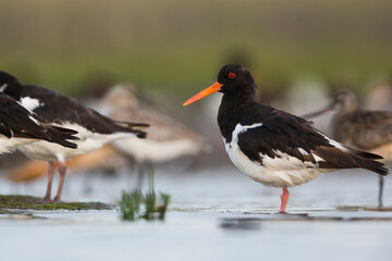 Oystercatcher - Austernfischer - Haematopus ostralegus ostralegus, Germany (Schleswig Holstein), adult