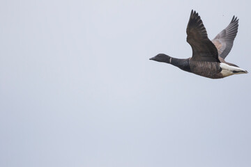 Dark-bellied Brent Goose - Dunkelbäuchige Ringelgans - Branta bernicla ssp. bernicla, Germany (Niedersachsen), adult