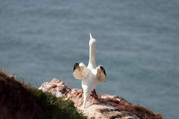 A gannet stands with spread wings on a rock. Seen from behind