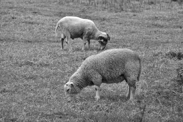 Obraz premium Moutons broutant dans le pré .