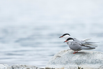 Common Tern - Flussseeschwalbe - Sterna hirundo ssp. tibetana, Tajikistan, adult