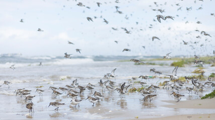 Dunlin - Alpenstrandläufer - Calidris alpina, Germany (Hamburg), at high-tide roost with Sanderling and Red Knot