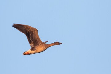 Tundra Bean Goose - Tundra-Saatgans - Anser fabalis ssp. rossicus, Poland (Drossen)