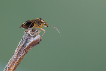 Macro image of an insect in Germany