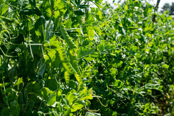 Pea plant - Pisum sativum - Legume.